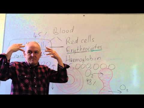 Blood lesson 2, Red blood cells and white cell counts
