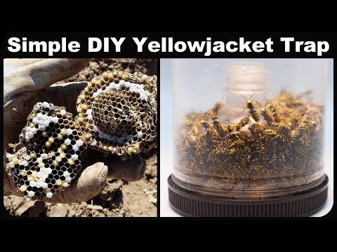 Simple DIY Yellowjacket Trap That Works!  Quickly catch 1000 Yellowjackets. Mousetrap Monday