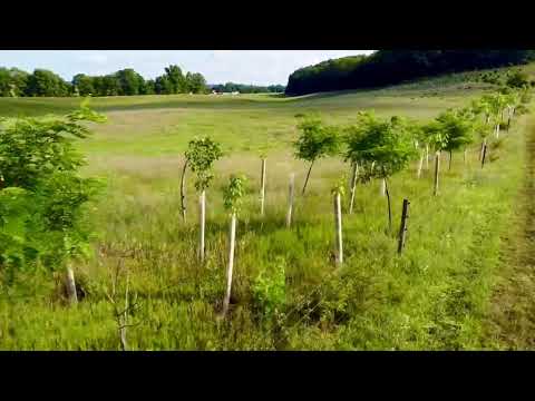 New Hedgerow Flyover at Arthur's Point Farm