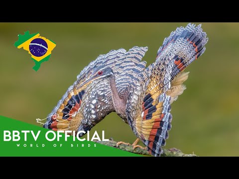 Birds Of Brazil | Most Beautiful Birds Found in Brazil You've Never Seen | BBTV Official