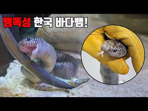 ※실제 제주도에서 잡힌 국산 맹독성 바다뱀입니다! 해안가 물놀이시 꼭 주의하세요!!