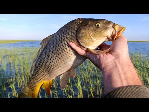 Garlic slurry works wonders!! The carp are going crazy and biting one after another!! I'm in deep...