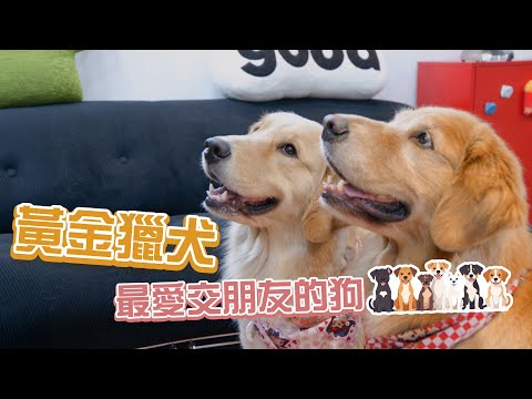黃金獵犬｜一個眼神就能情勒！養過回不去！@Morning_hello