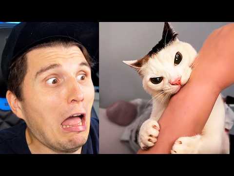 Paluten REAGIERT auf Wenn Katzen sich wie Trottel benehmen