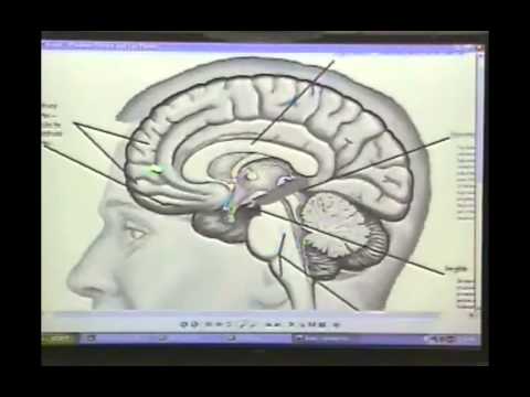 Toward an Interpersonal Neurobiology of the Developing Mind