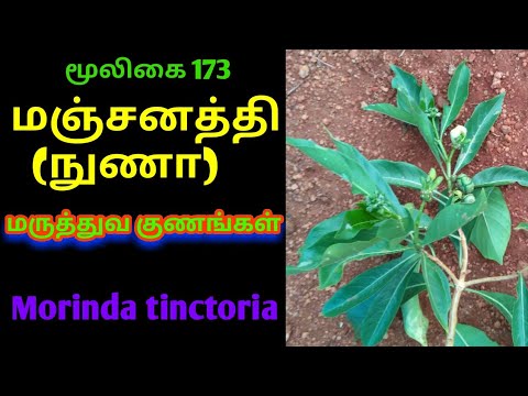 மஞ்சனத்தி மரம்|manchanethi tree|morinda tinctoria|nuna tree|nuna fruits|Alasal