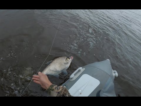 On an elastic band in deep water. (bream, yellowfin, rudd.)