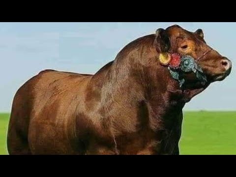 The 3 Hidden Cattle Breeds Smart Ranchers Don’t Talk About 