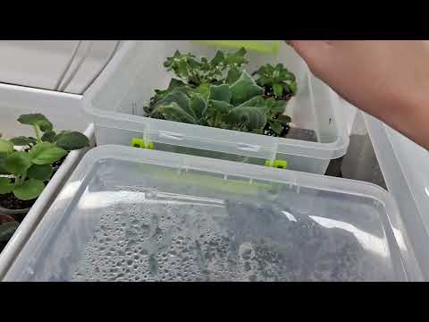 Как проходит переукоренение фиалок. Обзор цветочной комнаты.