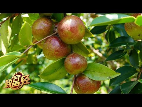 她种植油茶树有一套，让油茶果流出金色财！就连榨完油的废渣一年也能多卖出500万元！|「致富经」20230208