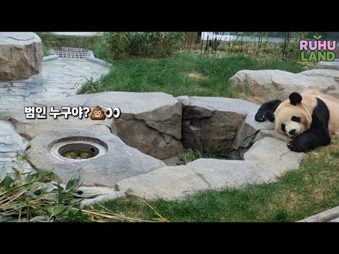 EP.6🩷고구마그라탕🩷🐼수세식 변기 쓰는 판다 누구야?😆🤣 #루이바오 #후이바오 #푸바오 #세컨하우스 #숨숨집 #판다월드 