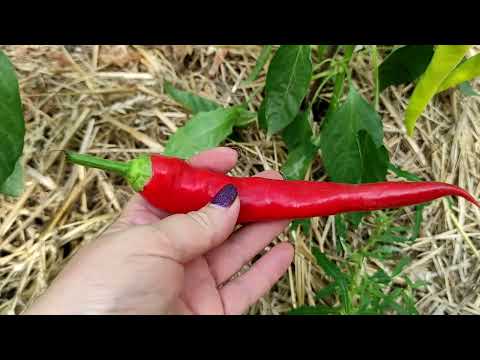 Обзор лучших сортов острого и супер острого перца !