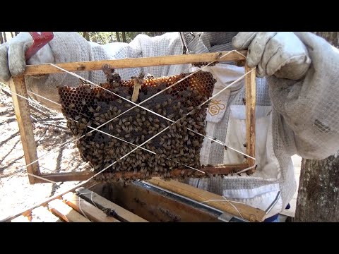 Follow up of the 14 year unopened top bar hive and consolidation of untended hives.