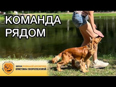 Учим собаку ходить рядом и разбираем самые частые ошибки!