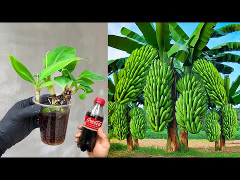 Technique to stimulate super banana germination with Coca Cola