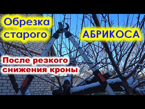 ОБРЕЗКА старого АБРИКОСА после омоложения. Укорачивание жировиков, раскрытие кроны.