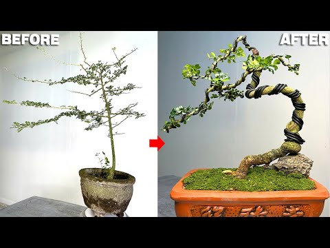 Transform upright bonsai into graceful forms and create soft curves for the tree