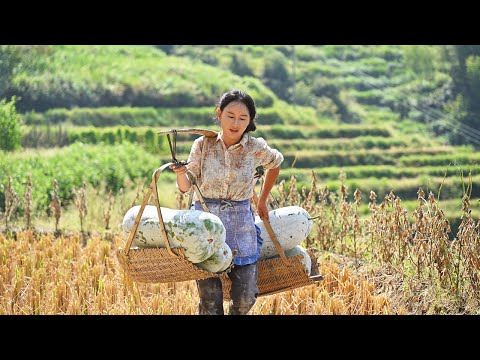 (冬瓜宴) Our bountiful harvest becomes dried strips or sweet candy,brings back childhood memories.