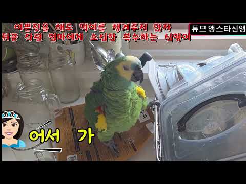 밀당끝에 잣을 먹는 신앵이 #parrot #cute I 