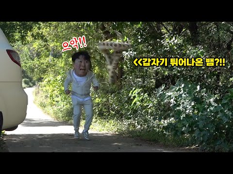 SUB) 으슥한 산길을 걷고 있는데 갑자기 하늘에서 뱀이 떨어진다면.....? #면상들 #랭구티비