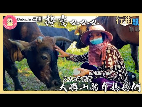 #米紙｜野豬以外求關注 梅窩退休校工日行萬步設補水站 闊太自設400呎馬草倉8個雪櫃貯食物餵牛 #行街紙 #地區故事