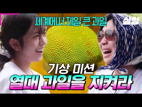 [#뿅뿅지구오락실] 지금 23kg긴 한데 아직 청소년 잭푸르트임♥ 최대 50kg까지 자라는 열대과일 숨기기 대작전 들어간 지락실ㅋㅋ