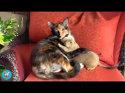 They Said a Prairie Dog and a Cat Couldn’t Be Friends… They Were Wrong