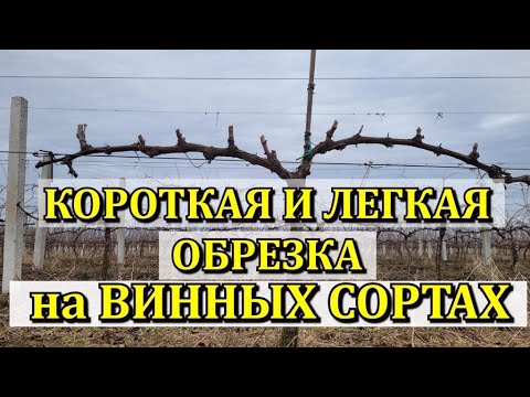 КОРОТКАЯ И ЛЕГКАЯ ОБРЕЗКА НА СУПЕР ВИННЫХ СОРТАХ
