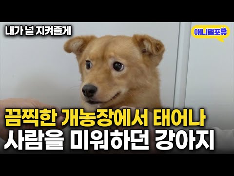 사람을 믿지 못하던 강아지, 강형욱 훈련사 만나자 눈물나는 변화... I KBS 개는 훌륭하다 220829 방송