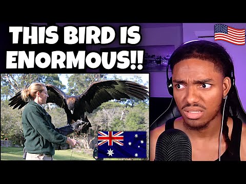 AMERICAN REACTS to Australia's Largest Eagle ATTACKING a Kangaroo