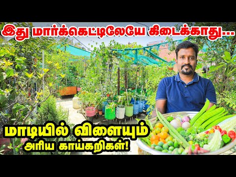 இப்படி ஒரு Terrace garden-ஐ பார்த்திருக்க மாட்டீங்க | மாடித்தோட்டத்தில் அசர வைக்கும் IT ஊழியர்