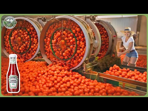 How Millions Heinz Ketchup Bottles Are Made - Massive Ketchup & Tomato Sauce Processing In Factory