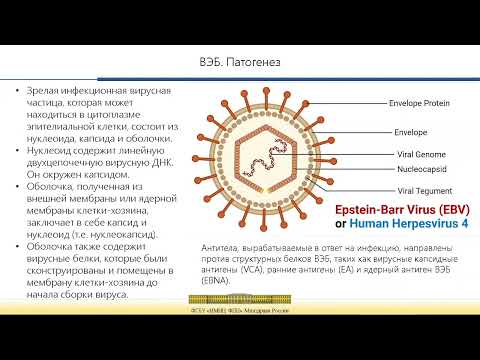 Вирус Эпштейн-Барр: современный взгляд на проблему»