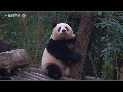 12.6和叶怎么突然上树了，花花懵在原地：妹妹干嘛爬树，窝又没追她😅