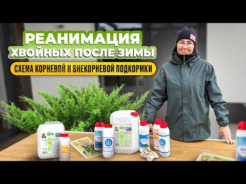 Реанимация хвойных после зимы. Схема корневой и внекорневой подкормки