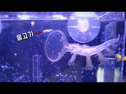 역대급 비쥬얼!!! 괴생명체에게 물고기 주면 생기는 일