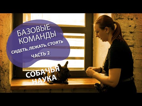 Puppy training: where to start? We teach basic commands - sit, lie down, stand. Part 2.