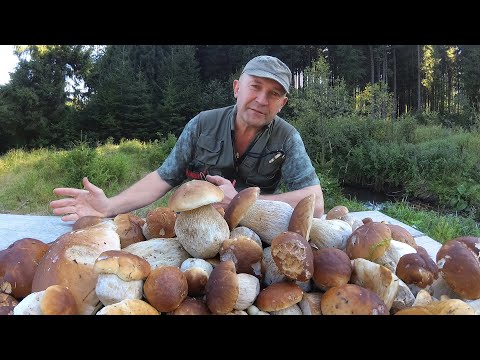 There are no mushrooms here ;)