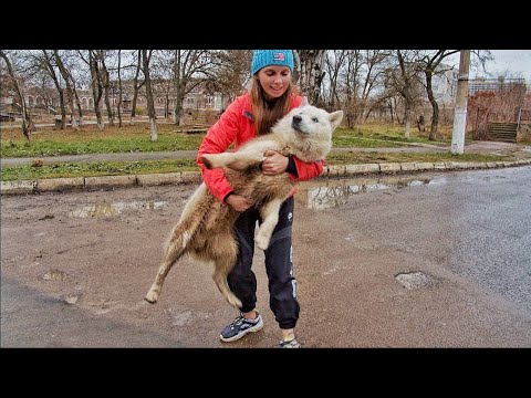 Abandoned Husky 90 Days Wandered the Streets Until This Woman Spotted Him