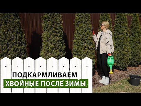 Чем подкормить хвойные весной? Мочевина, калий, фосфор – что выбрать для хвойных?