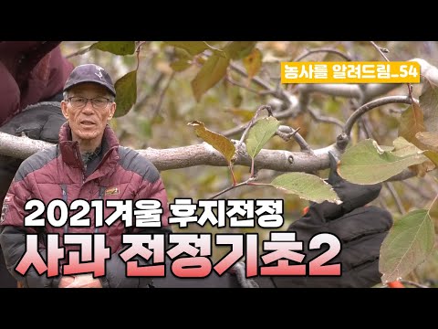 사과 전정 기초2 2021년 겨울 후지전정
