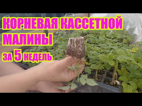 Укоренение крапивки малины. Итоги