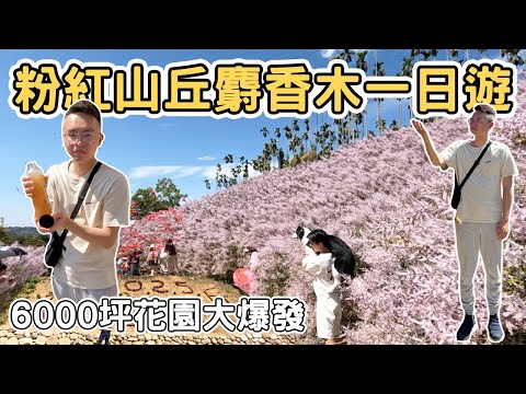 【ManLife】南投中寮粉紅山丘麝香木秘境一日遊 ｜6000坪花海大爆發 瑰蜜甜心玫瑰園 Nantou one day tour 《阿滿生活｜南投》
