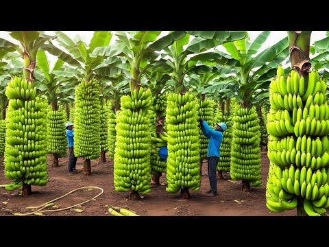 How Farmers Transport TONS of Bananas in One Trip  | Agriculture Technology(Full Process)