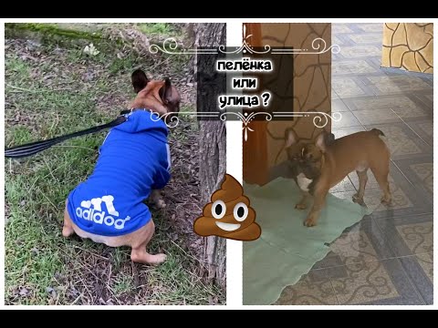 Приучение щенка французского бульдога к туалету (2)