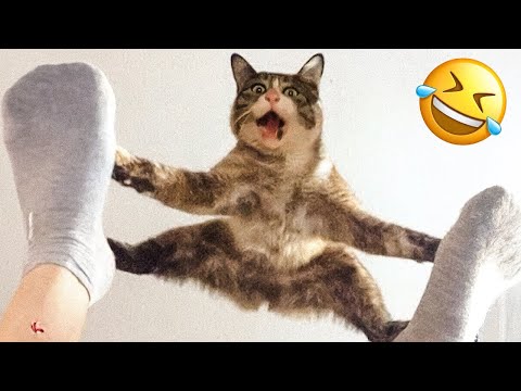 You Will Laugh for Sure 😂 | Funny Pet Videos Compilation