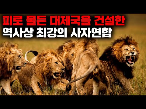 100마리가 넘는 동족을 죽이고 2억평의 영토를 지배했던 사상 최강의 숫사자 연합 '마포호' [자연]