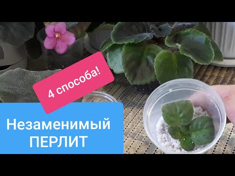 PERLITE - 4 ways to use it for Violets!