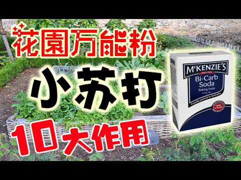 小蘇打在花園中的10種妙用,殺菌消毒+除蟲除草+施肥+延長花期+清潔+去除異味+測試土壤PH值,實在太好用了 10 MIRACLES OF BAKING SODA IN GARDEN