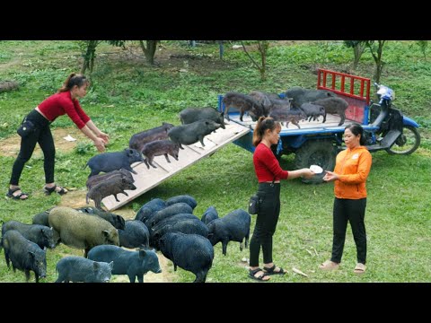 FULL VIDEO: Buy Many Of Piglets and Buffalo From Farmers - Harvesting Banana Goes To Market Sell